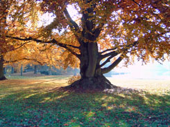 Parc du château de Ferrières