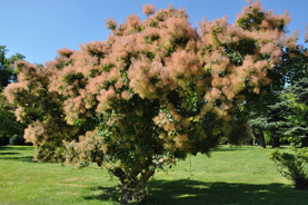 Parc du château de Ferrières